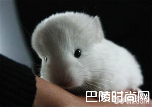 粉白龙猫